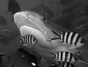 Tiger Shark
