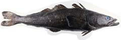 Patagoniantoothfish
