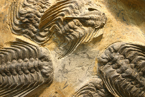 Trilobite