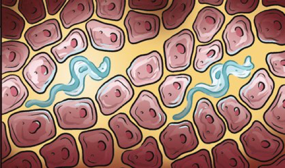 Trypanosomes-in-skin-cartoon