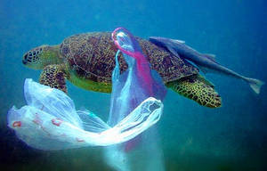 Turtle and plastic bags