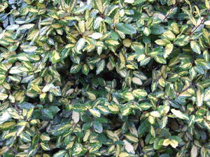 A varigated bush