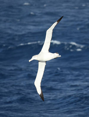 Wandering Albatross