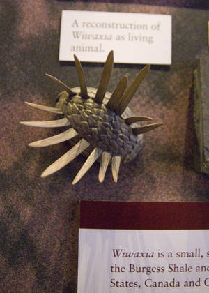 Wiwaxia reconstruction Sedgwick Museum 2