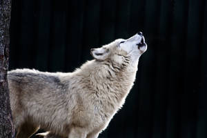 Wolf Howling