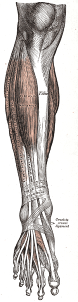 Extensors of the leg