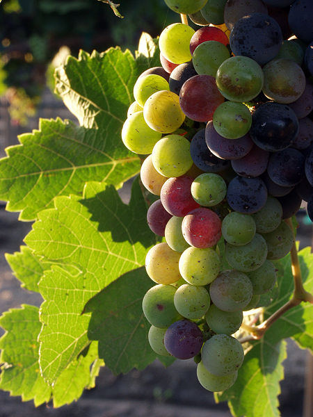 Grapes from the Guadalupe Valle, Baja California, Mexico, during the pigmentation stage.