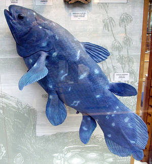 The Coelacanth, Latimeria chalumnae model in the Oxford University Museum of Natural History