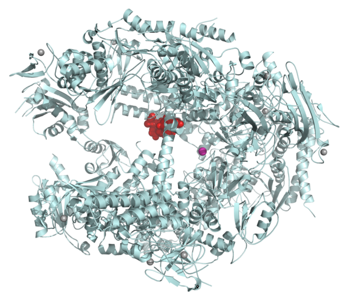 Ribbon diagram of Saccharomyces cerevisiae RNA polymerase II in complex with &#945;-amanitin (red). Active site magnesium ion visible in pink near center.