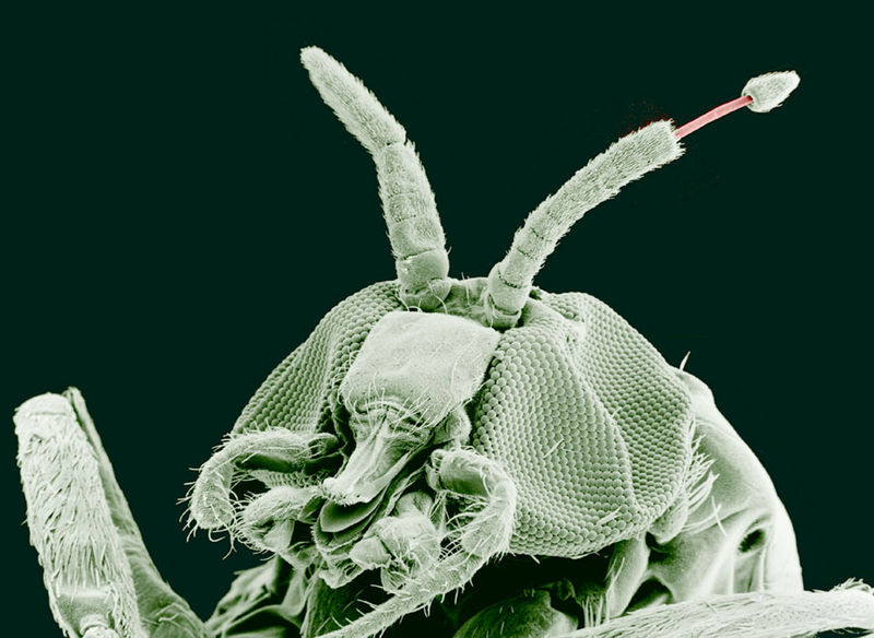 Adult Black Fly (Simulium yahense) with (Onchocerca volvulus) emerging from the insect's antenna. The parasite is responsible for the disease known as River Blindness in Africa. Sample was chemically fixed and critical point dried, then observed...
