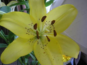 asiatic lily hybrid