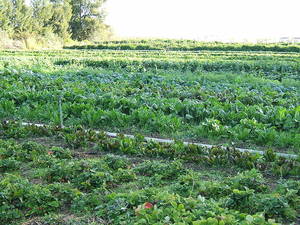 Organic cultivation of mixed vegetables on an organic farm in Capay, California.