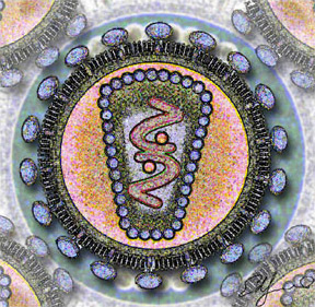 Stylized rendering of a cross-section of the Human Immunodeficiency Virus