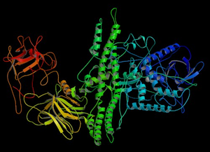 The protein structure of botulinum toxin, the agent produced by Clostridium botulinum, the cause of botulism