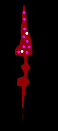 A cone cell