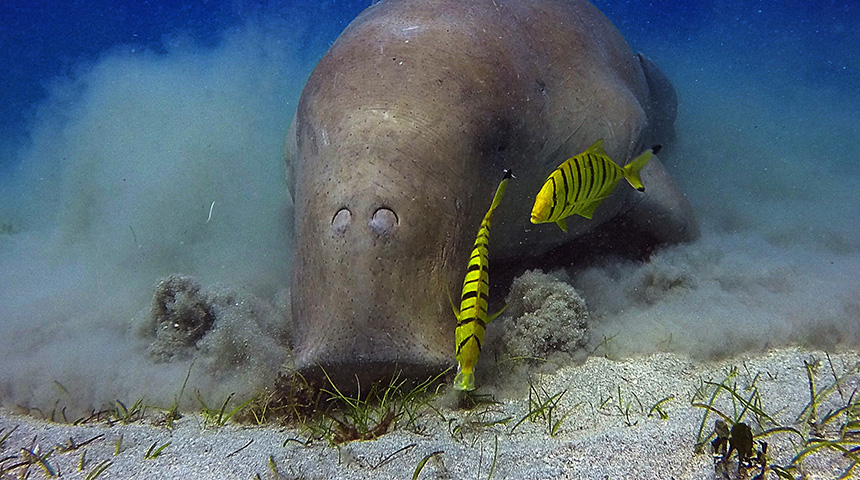 Dugong grazing on seagrass