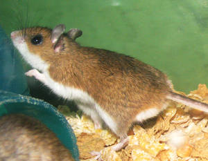 Deer Mouse, Peromyscus maniculatus.