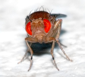 This image shows a 0.1 x 0.03 inch (2.5 x 0.8 mm) small Drosophila melanogaster fly.