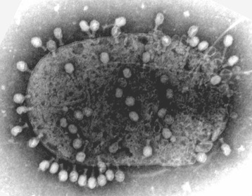T4 phages