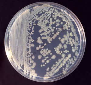 Enterobacter cloacae on agar