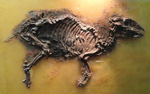 Eurohippus messelensis horse skeleton