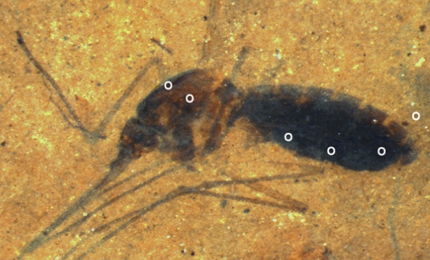 Fossil Culiseta species female mosquito. Time-of-flight secondary ion mass spectrometry (ToF-SIMS) analysis sites. White dots indicate areas on the abdomen and thorax were analyzed.