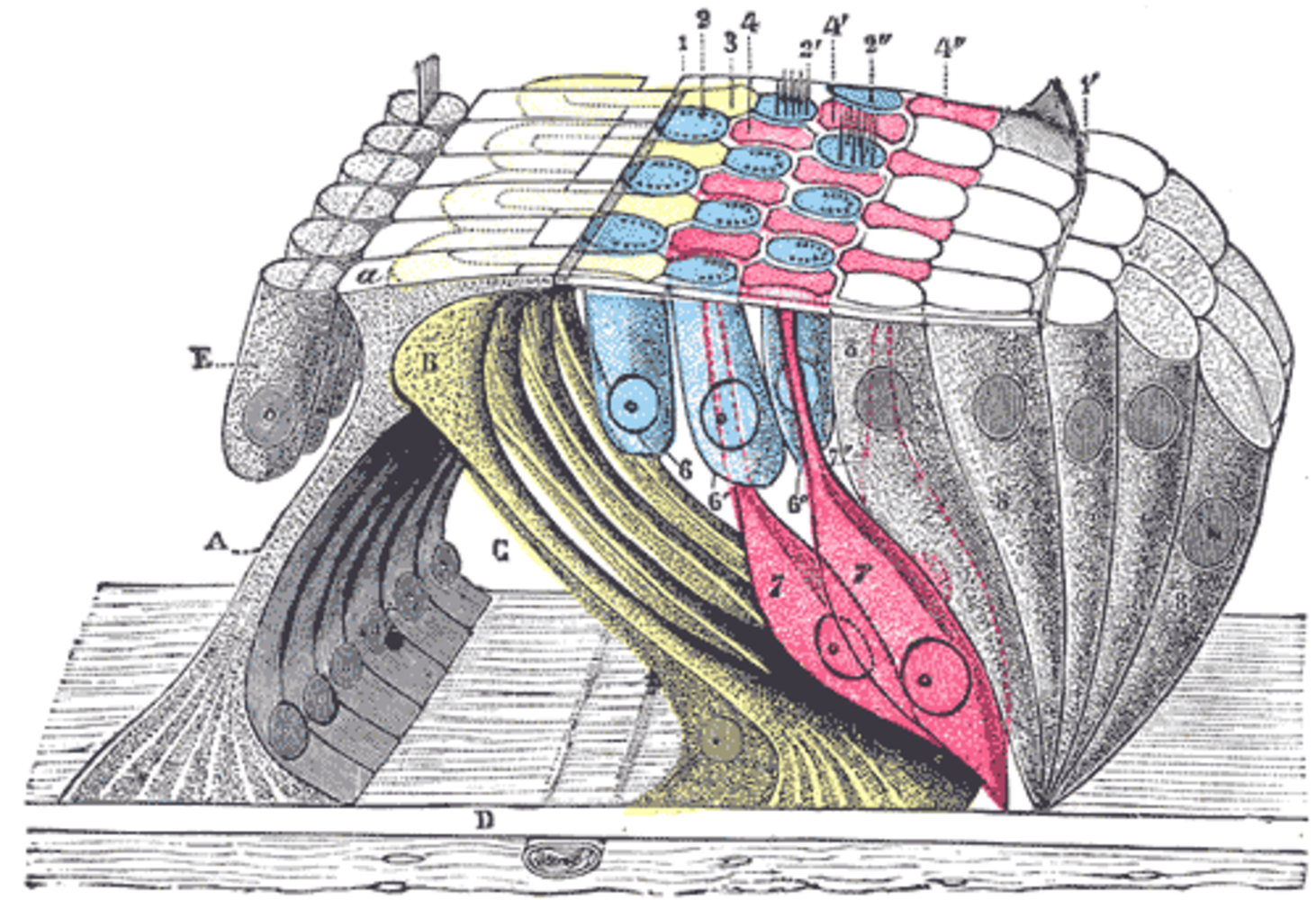 The organ of Corti (or spiral organ) is the organ in the inner ear of mammals that contains auditory sensory cells, or \hair cells.\