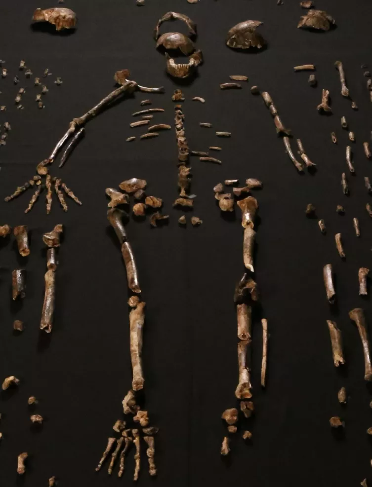 Dinaledi skeletal specimens - from eLife DOI: 10.7554/eLife.09560.003