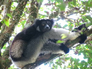 Madagascan Indri