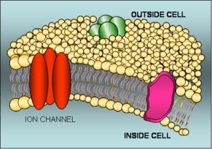 Cell Membrane Ion Channel Mosaic