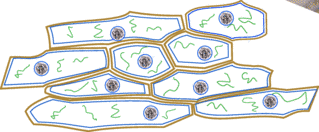 Diagram of cells