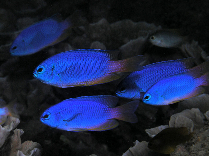 Neon damselfish (Pomacentrus coelestis) from East Timor.