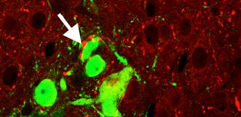  Endogenous NPY-positive neurons (red) in the recipient hypothalamus are in close apposition to transplanted eGFP+ cells (green). Confocal microscopy demonstrates cellular processes of endogenous NPY neurons making extensive contacts (arrows) with...