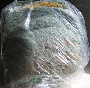 mouldy bread use by date