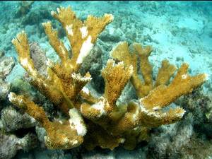 White pox disease on elkhorn coral