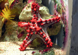 Red knobbed starfish