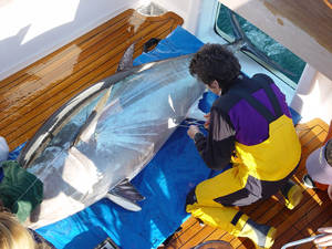 Bluefin tuna being tagged