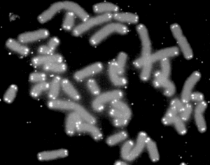 Telomeres on chromosomes DNA