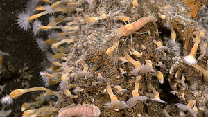 Deep sea barnacle