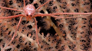 Deep sea crab