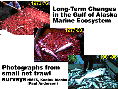 Small net trawls reveal the trophic regime shift in Alaska over the past 30 years.