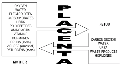 Function_of_placenta