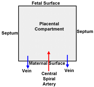 Figure 4 - Simplified mathematical model of the placenta examining two-dimensional blood flow within a compartment filled with a porous medium.