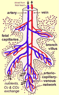 Figure 2 - The structure of a villus tree. Image © Carolyn Salafia and Elizabeth Maas - reproduced with permission.