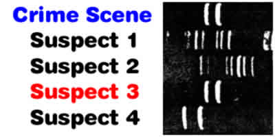 DNA fingerprinting using material collected at the scene of a crime can be used to identify the guilty party (Gel electrophoresis adapted from Iowa State University teaching materials).