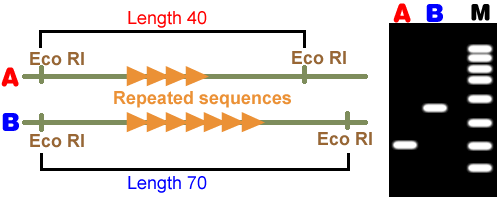 In the non-coding regions of the genome, sequences of DNA are frequently repeated giving rise to so-called VNTRs - variable number tandem repeats. These can be used to produce the genetic fingerprint.