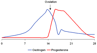 During the human menstrual cycle, which lasts about 28 days, the levels of a number of key hormones, including oestrogen, build up during the month until a peak threshold is reached and an egg (ovum) is released. Progesterone is produced by the corpus luteum which forms from the follicle which produced the ovulated ovum.