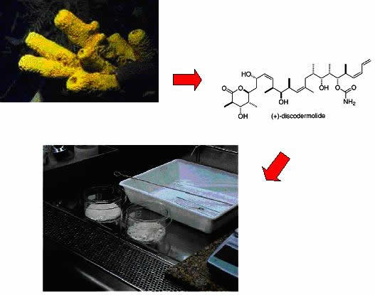 Figure 2: The story of discodermolide. Identified originally in small amounts in the yellow Caribbean deep-sea sponge Discodermia dissolute, the chemical structure was identified, and is now produced synthetically in large amounts.