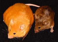 Epigenetically altered mice