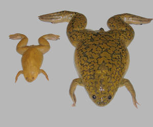 X. tropicalis (left) and X. laevis (right)